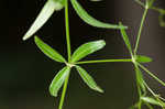 Arkansas bedstraw